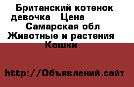 Британский котенок девочка › Цена ­ 5 000 - Самарская обл. Животные и растения » Кошки   